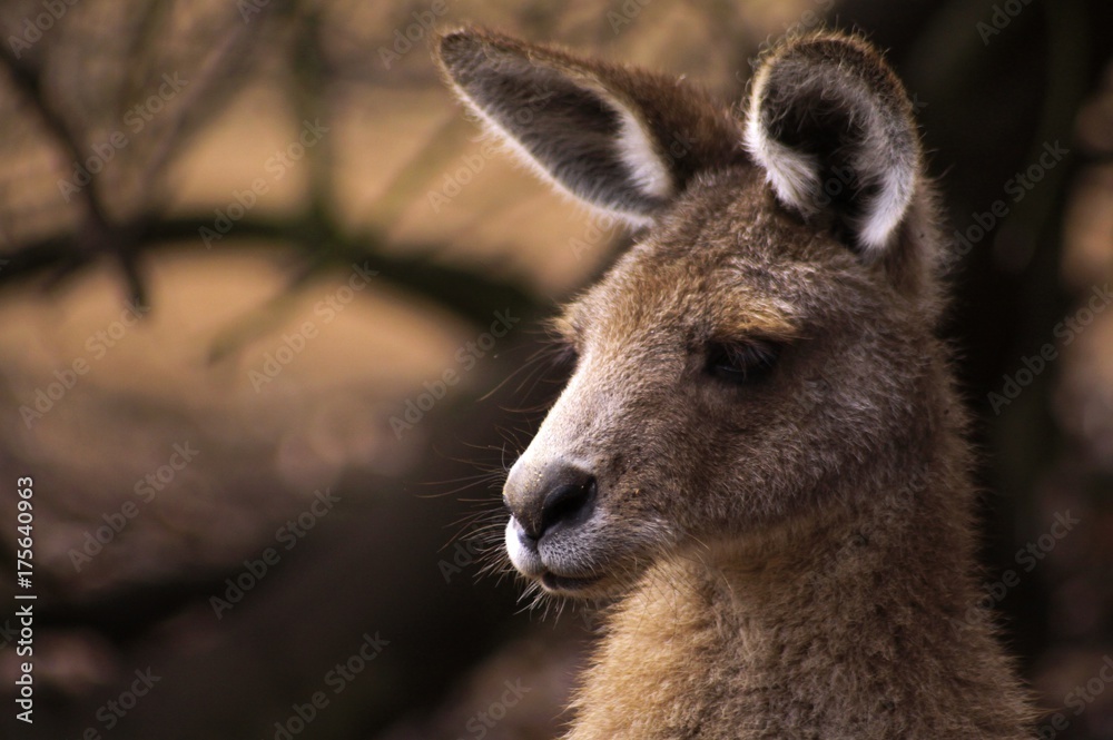 Grey Pensive Kangaroo Native Animal awaiting feeding time in Wildlife Sanctuary near Devenport, Tasmania, Australia Grey Pensive Kangaroo Native Animal awaiting feeding time in Wildlife Sanctuary near Devenport, Tasmania, Australia