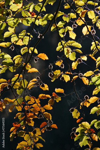 Common beech - european beech - leaves in autumn colours - colourful foliage  Fagus sylvatica 