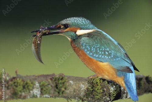 Kingfisher (Alcedo atthis) with polliwog photo