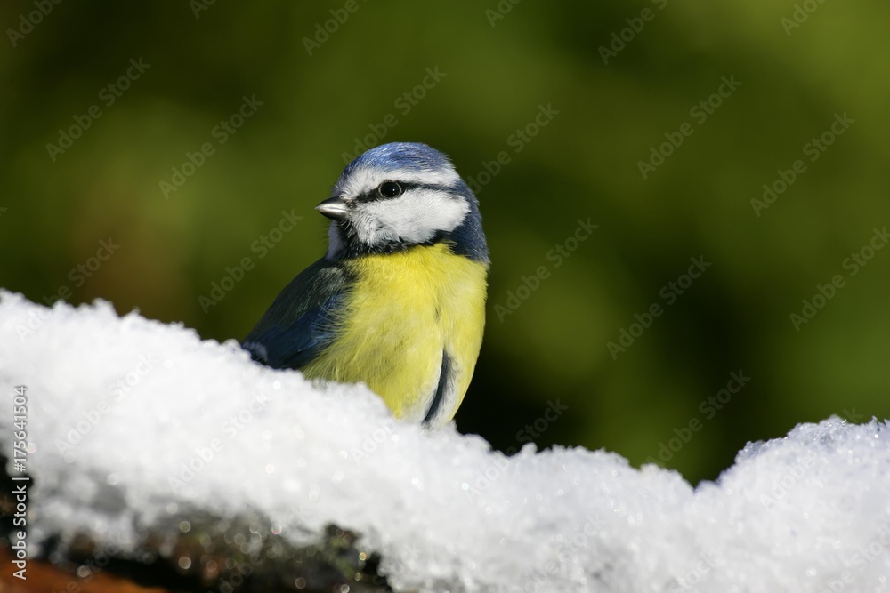 Blue tit in snow - tits - nun - tomtit - (Parus caeruleus) (Cyanistes caeruleus) Blue tit in snow - tits - nun - tomtit - (Parus caeruleus) (Cyanistes caeruleus)