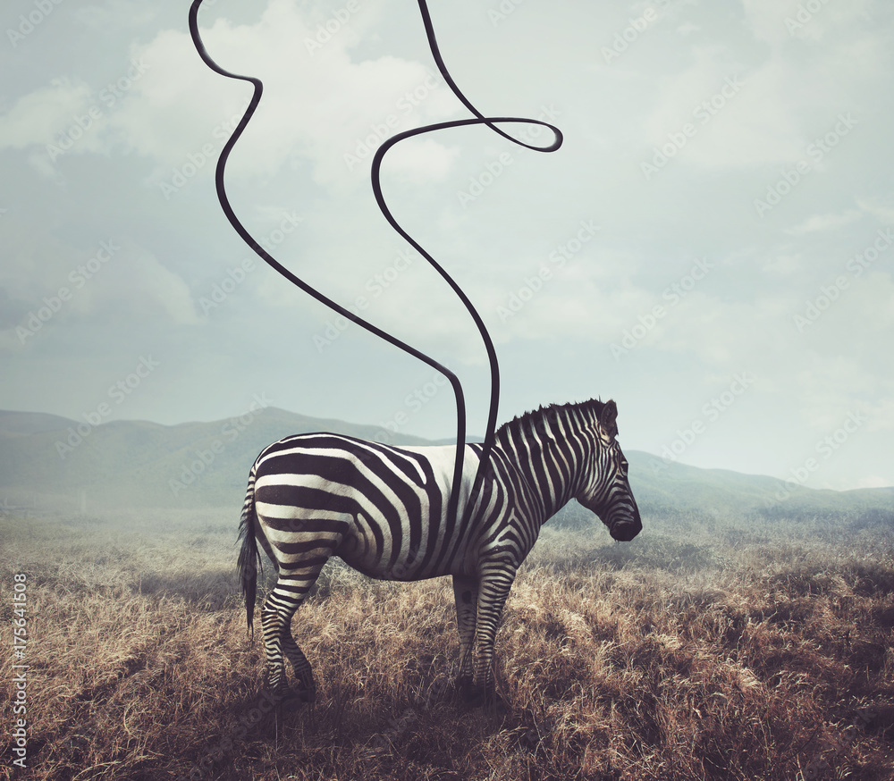 Zebra and stripes - obrazy, fototapety, plakaty 