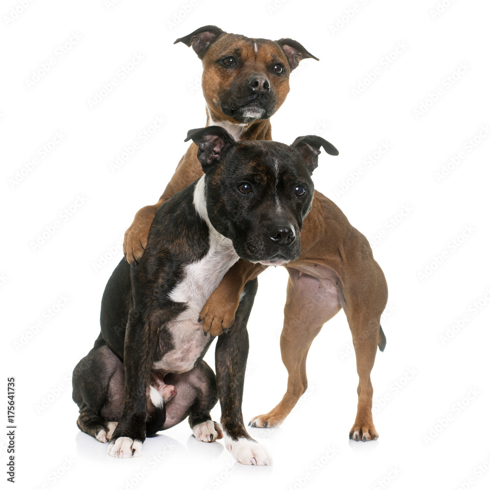 two staffordshire bull terrier