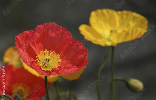 Red and yellow Poppies  Papaver   blossoms