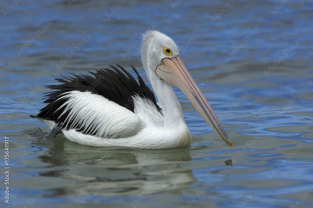 Australian Pelican (Pelecanus conspicillatus), Australia, Oceania Australian Pelican (Pelecanus conspicillatus), Australia, Oceania