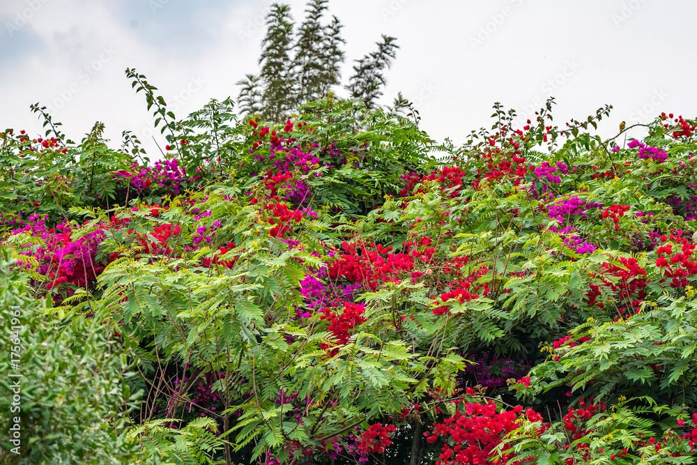 Pink bougainvillea flower