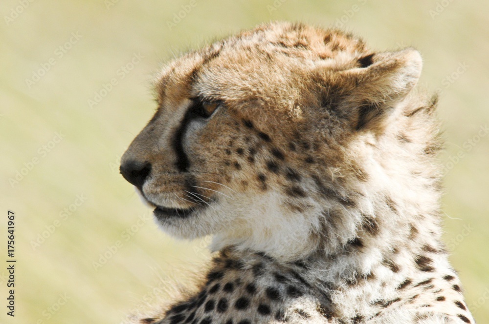 Cheetah (Acinonyx jubatus), Masai Mara National Reserve, Kenya, Africa Cheetah (Acinonyx jubatus), Masai Mara National Reserve, Kenya, Africa