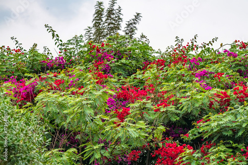 Fototapeta Naklejka Na Ścianę i Meble -  Pink bougainvillea flower