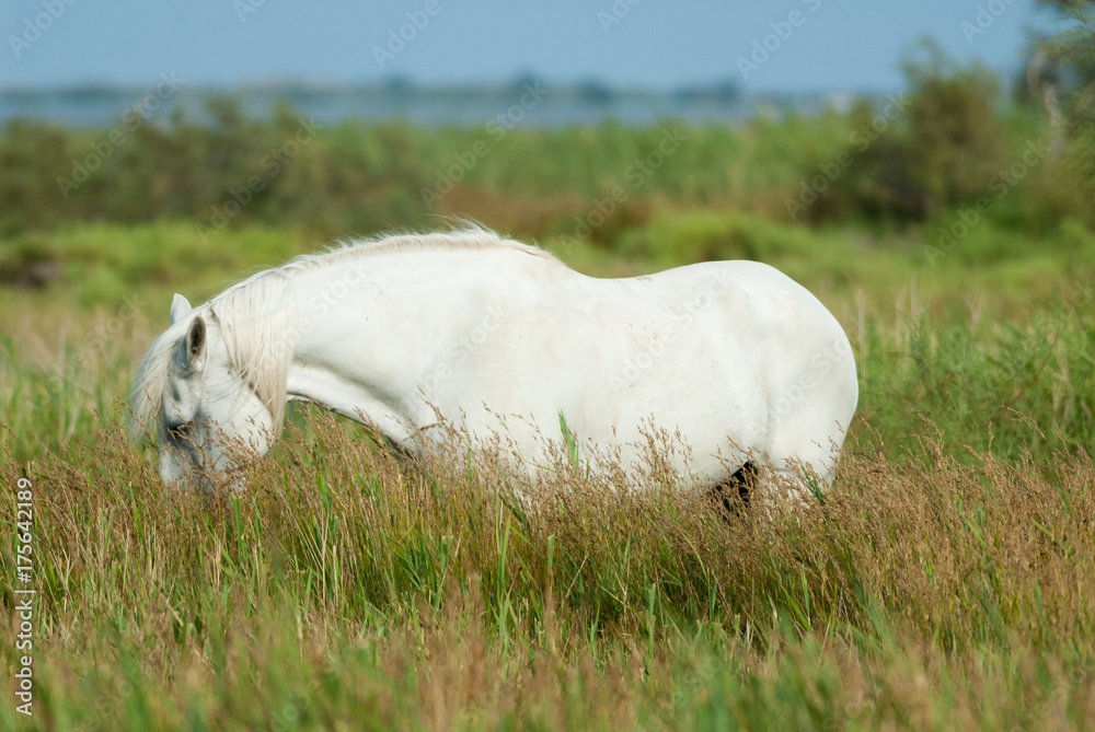 Grazing white horse in Camargue National Park, France Grazing white horse in Camargue National Park, France