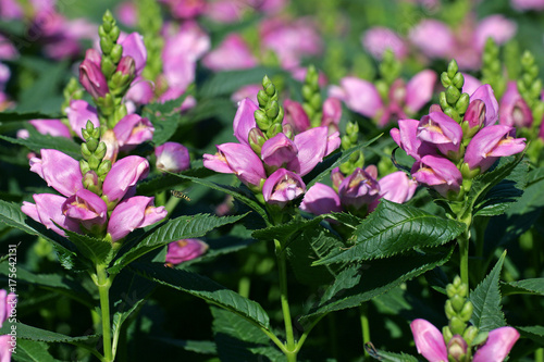 Flowering rose turtlehead (Chelone obliqua)