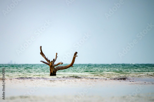 Seascape with dead tree