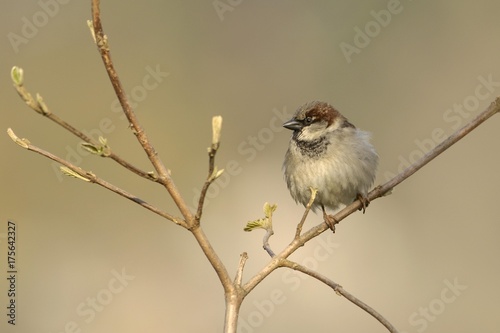 Sparrow (passer domesticus)