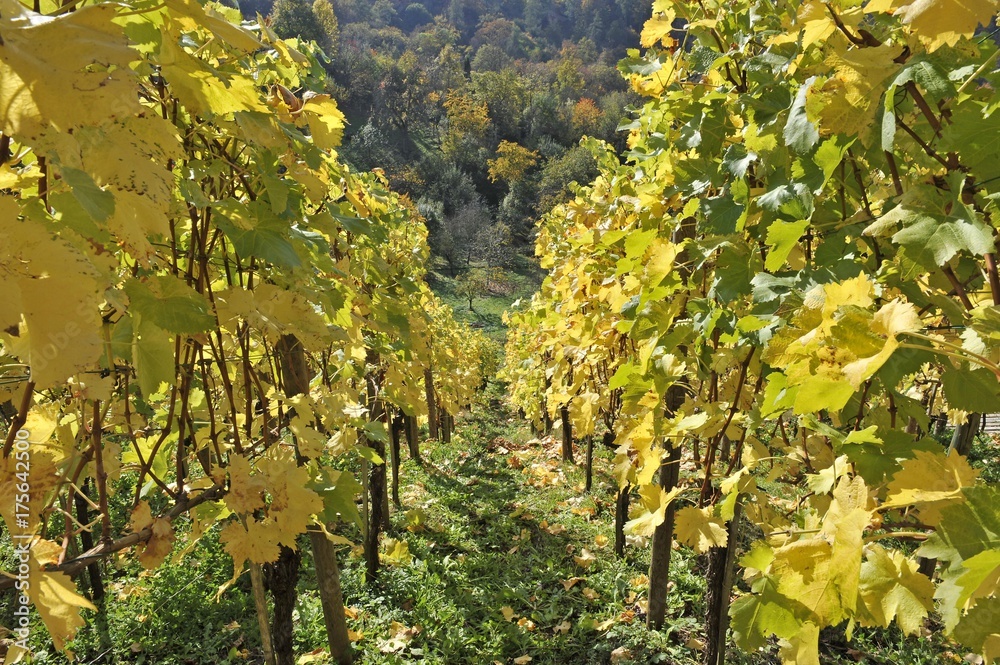 Vineyard and mixed forest, hillside, Stuttgart, Baden-Wuerttemberg, Germany, Europe
