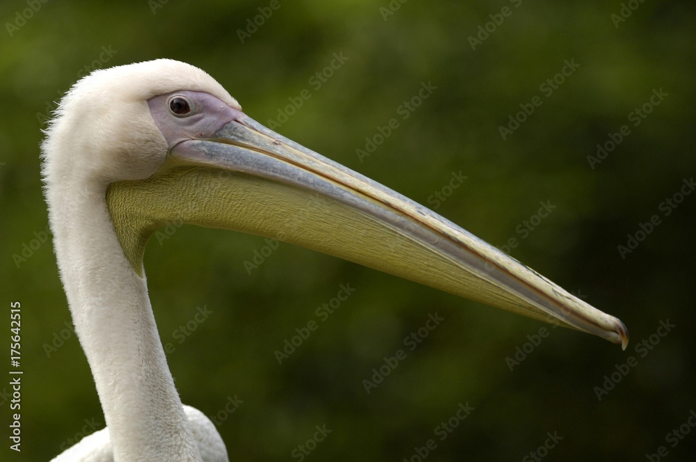 Great White Pelican (Pelecanus onocrotalus) Great White Pelican (Pelecanus onocrotalus)