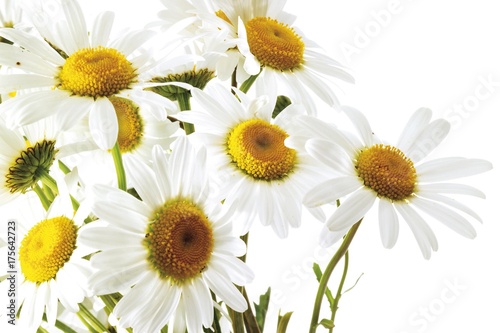 Oxeye Daisies  Leucanthemum vulgare 