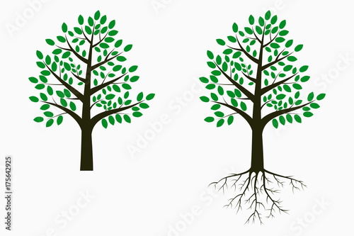 Tree with leaf and root. Set of trees. Vector illustration.