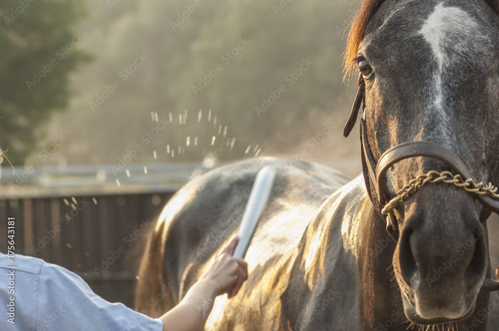 Thoroughbred horse having a bath Stock Photo Adobe Stock