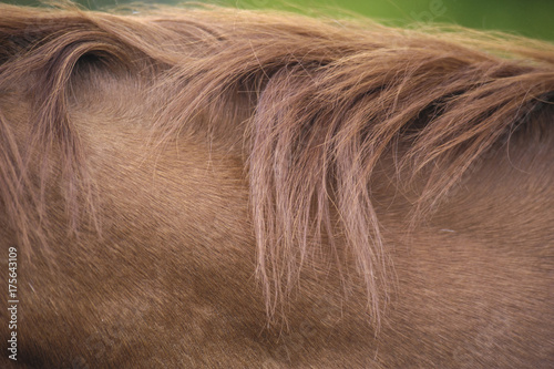 Horse mane and next detail