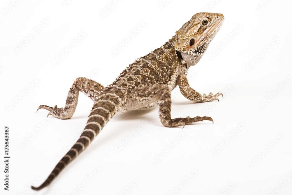 Naklejka premium Bearded Dragon (Pogona vitticeps)