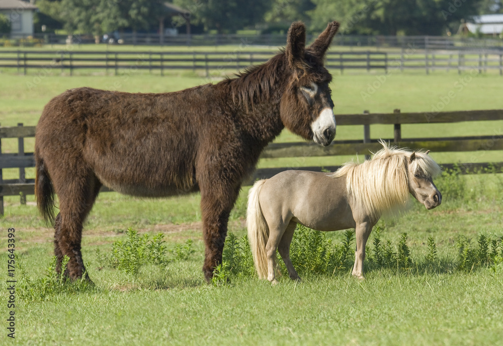 A rare Patiou Donkey and Miniature horse pals A rare Patiou Donkey and Miniature horse pals