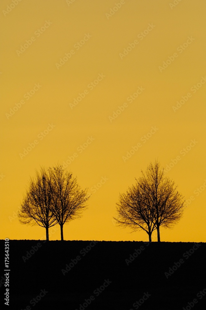 Linden or Lime trees (Tilia) set against an evening sky Linden or Lime trees (Tilia) set against an evening sky