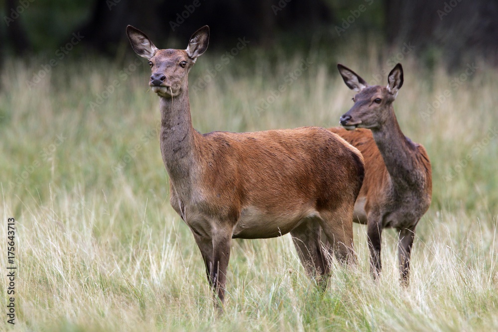 Watchful female red deers during the rut - hinds (Cervus elaphus)
