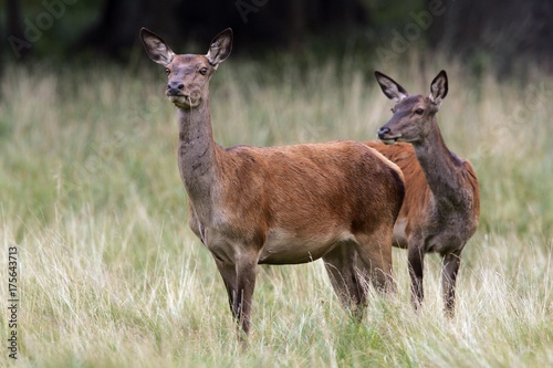 Watchful female red deers during the rut - hinds  Cervus elaphus 