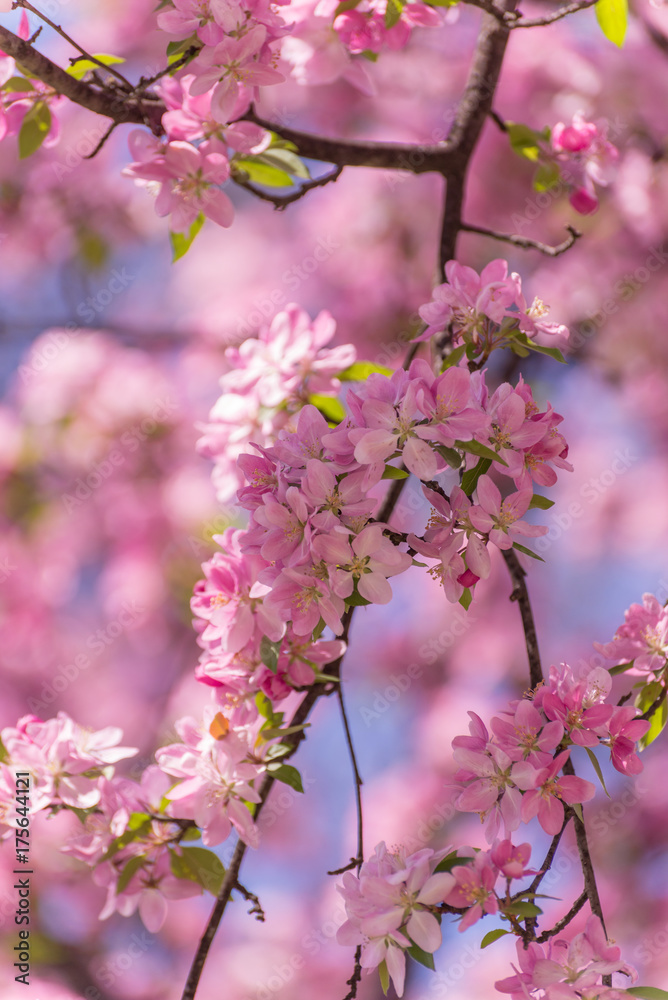 Apple Tree Blossoms
Apple Tree Blossoms