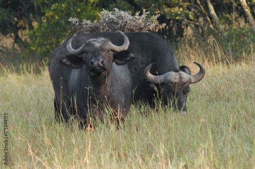 African Buffalo  Syncerus caffer  Samburu Kenya  Africa