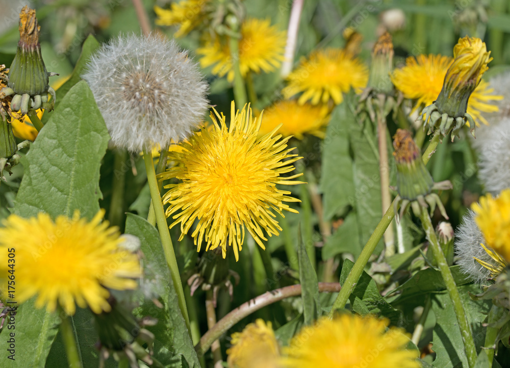 Löwenzahn, Taraxacum, Pusteblumen