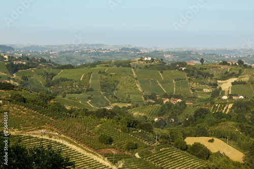 Near Cisterna d Asti at the Roero Piedmont Italy in the vineyards