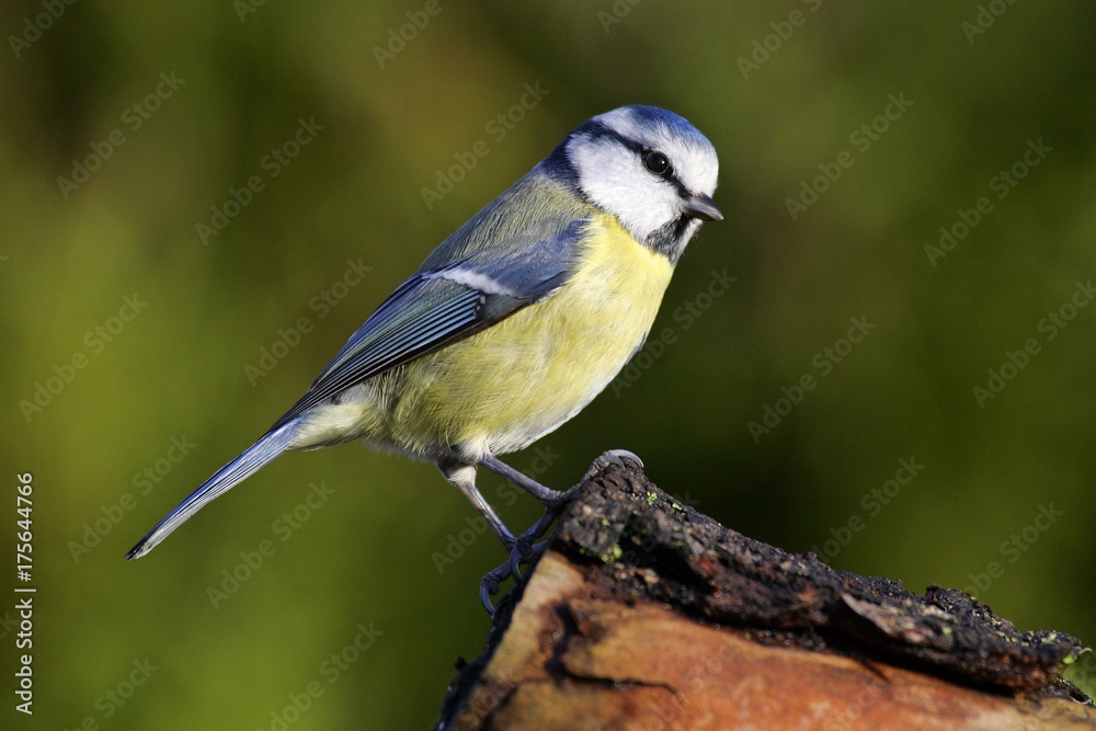 Naklejka premium Modraszka - Cycki - Zakonnica - Tomtit - (Parus caeruleus) (Cyanistes caeruleus)