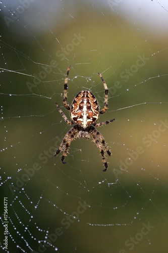 Cross spider - spiderweb with dewdrops - cross orbweaver - european garden spider (Araneus diadematus)