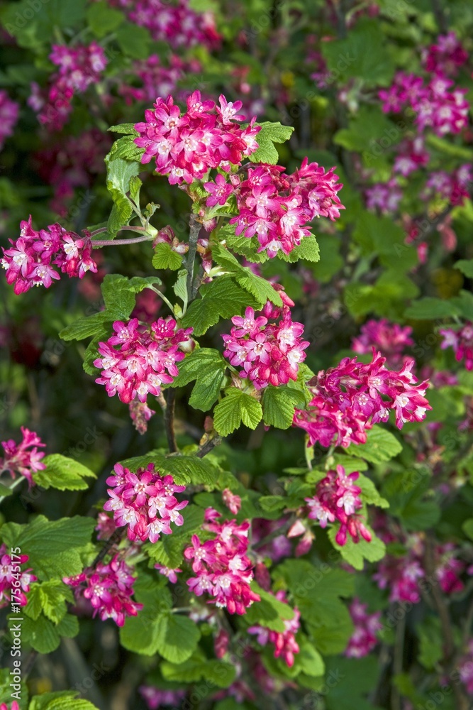 Flowering Currant or Red-flowering Currant (Ribes sanguineum)