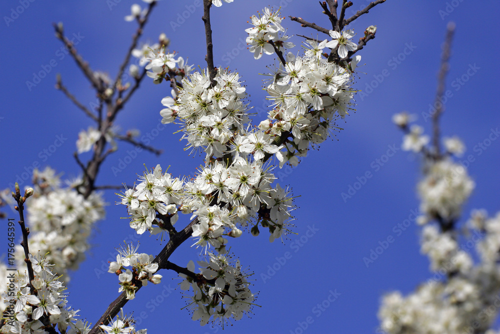 Flowering blackthorn - sloe (Prunus spinosa) Flowering blackthorn - sloe (Prunus spinosa)