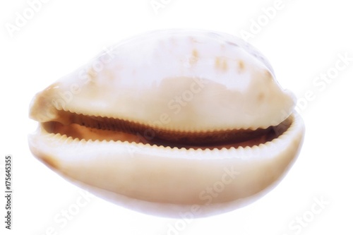 Shell, seashell