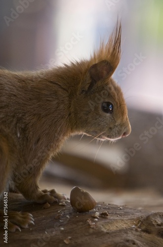 Red Squirrel (Sciurus vulgaris), Hesse, Germany, Europe photo