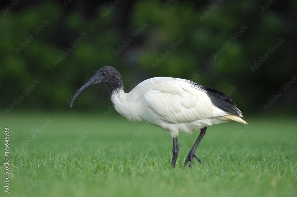 Straw-necked Ibis (Threskiornis spinicollis), Australia, Oceania Straw-necked Ibis (Threskiornis spinicollis), Australia, Oceania