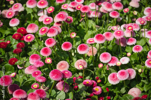 background with beautiful white pink and red flowers in field