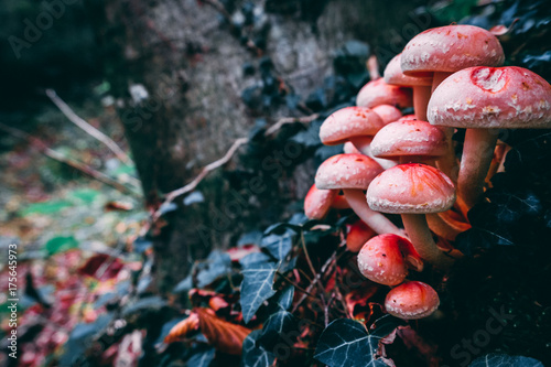 Toxic and poisonous mushroom with the colors of the autumn