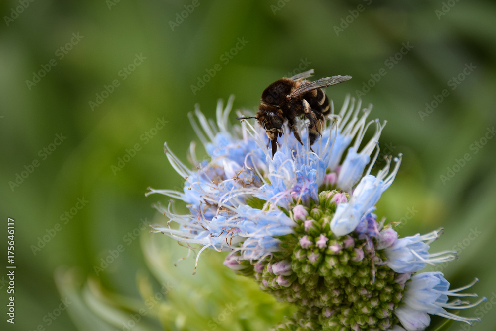 Banded bee collecting pollen on blooming echium flower Banded bee collecting pollen on blooming echium flower