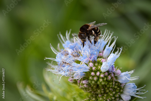 Banded bee collecting pollen on blooming echium flower © Anders93