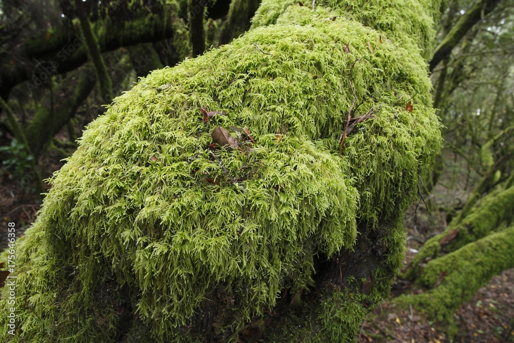 Moss on tree, Garajonay National Park, laurel forest, La Gomera, Canary Islands, Spain, Europe Moss on tree, Garajonay National Park, laurel forest, La Gomera, Canary Islands, Spain, Europe