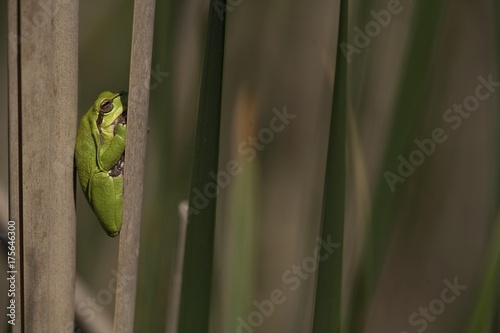 European Tree Frog (Hyla arborea), Osli, Gyor-Moson-Sopron, Hungary, Europe photo