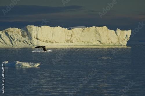 Wallpaper Mural Tail of a diving Humpback Whale (Megaptera novaeangliae) in front of an iceberg, Disko Bay, Ilulissat, West Greenland, Greenland, Arctic, North America Torontodigital.ca