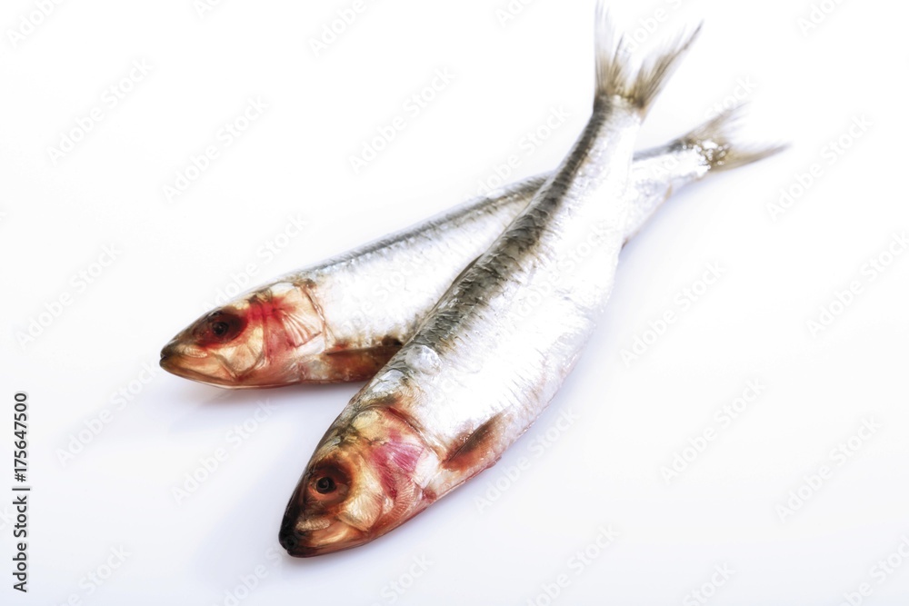 Fototapeta premium Two sardines