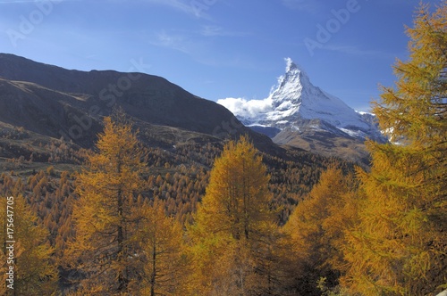 The Matterhorn with larches in the foreground, Zermatt, Valais, Switzerland, Europe