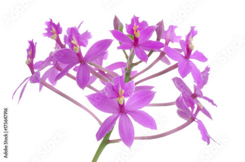 Orchid Epidendrum Purple photo