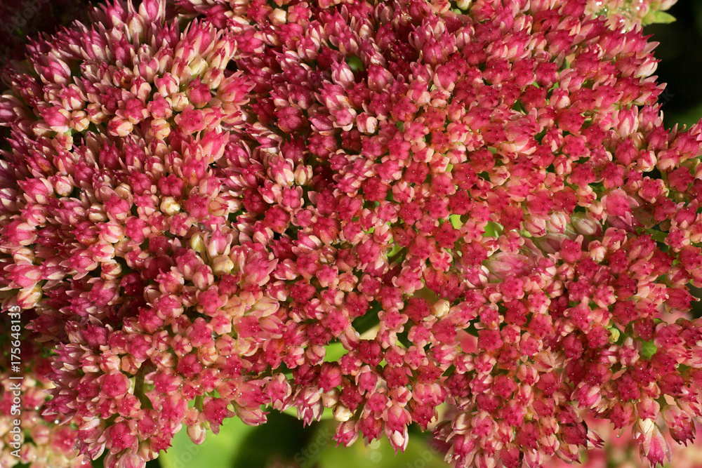 Flowering stonecrop - sedum live-forever - orpine - livelong (Sedum telephium cultivar Autumn Joy) Flowering stonecrop - sedum live-forever - orpine - livelong (Sedum telephium cultivar Autumn Joy)