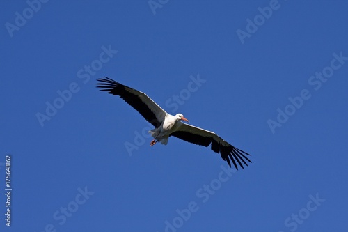 White Stork  Ciconia ciconia   Adebar  in flight