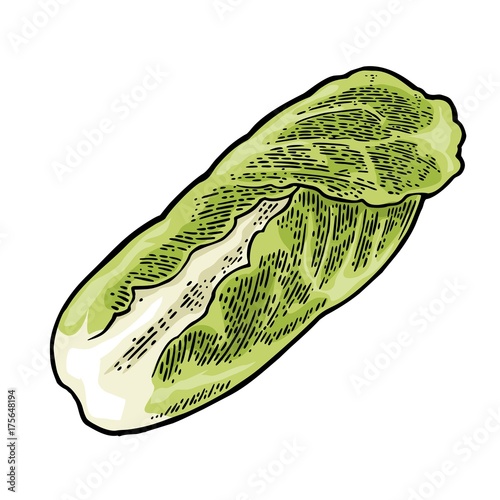 Fresh head of napa cabbage. Vector black vintage engraving